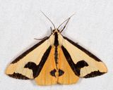 8107 - Clymene Moth - Haploa clymene