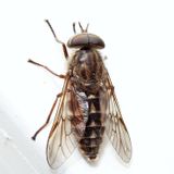 Hybomitra minuscula