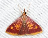  5071  Mint-loving Pyrausta  Pyrausta acrionalis