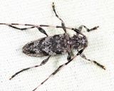 Acanthocinus obsoletus
