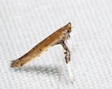 0630  Sumac Leafblotch Miner  Caloptilia rhoifoliella