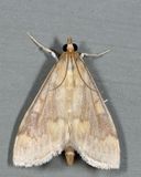 4949  European Corn Borer  Ostrinia nubilalis