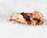 3847  Hollands Cochylid - Thyraylia hollandana