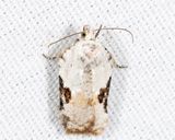 3517  Common Acleris - Acleris subnivana