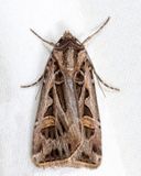 10670  Dingy Cutworm  Feltia jaculifera