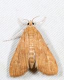 4751  Waterlily Borer  Elophila gyralis