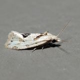 3754.1  Aethes angustana