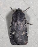 10803 - Fleece-winged Dart - Euxoa velleripennis