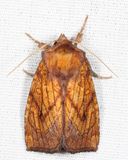 9483 - Sensitive Fern Borer - Papaipema inquaesita