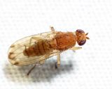 Suillia sp.