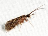 Dolophilodes distinctus