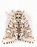 10005 - The Joker - Feralia jocosa