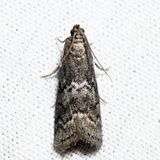 5926 - Elm Leaftier - Canarsia ulmiarrosorella *
