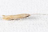 1365 - Streaked Coleophora - Coleophora cratipennella