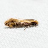 0400 - Tinea mandarinella *