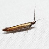 1398.2 - Coleophora deauratella*