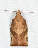 3594  Three-lined Leafroller  Pandemis limitata*