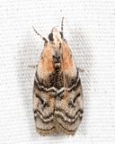 5745 - Glyptocera consobrinella