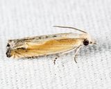 2982 - Eucosma kiscana