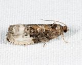 2862 - Green Budworm Moth - Hedya nubiferana