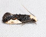  0418.1 - Pavlovskis Monopis - Monopis longella 