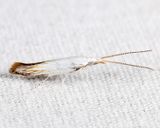 1257 - American Pistol Casebearer - Coleophora atromarginata