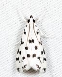 4794 - Spotted Peppergrass Moth - Eustixia pupula