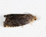  3471  Hickory Shuckworm Moth  Cydia caryana