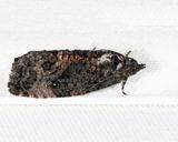 3495 - Dotted Ecdytolopha - Gymnandrosoma punctidiscanum