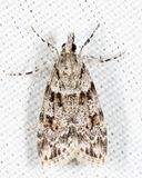 4716 - Double-striped Scoparia - Scoparia biplagialis