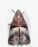 5672 - Cordovan Pyralid - Acrobasis exsulella
