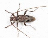 Eutrichillus biguttatus