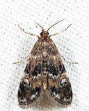 4755 - Waterlily Leafcutter - Synclita obliteralis