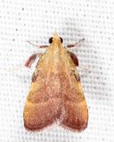 5571 - Drab Condylolomia - Condylolomia participalis