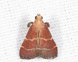 5566 - Posturing Arta - Arta statalis
