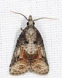 3740  Tufted Apple Budmoth  Platynota idaeusalis