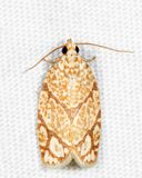 3623  Yellow-winged Oak Leafroller  Argyrotaenia quercifoliana