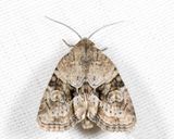 9408  Exhausted Brocade  Neoligia exhausta