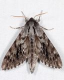 7817 - Northern Pine Sphinx - Lapara bombycoides