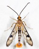2554  Maple Callus Borer Moth  Synanthedon acerni