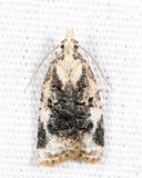3743 - Exasperating Platynota - Platynota exasperatana