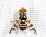 Eastern Cherry Fruit Fly - Rhagoletis cingulata