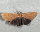 8118 - Tawny Holomelina - Virbia opella
