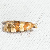 3754.2  Silver-borderedAethes - Aethes argentilimitanai *