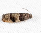 3423  Larisa subsolana 