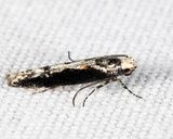 1809  Coleotechnites Flower Moth  Coleotechnites florae 