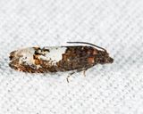 2937 - Eucosma parmatana 