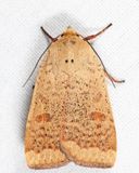 11029 - Greater Red Dart - Abagrotis alternata