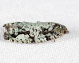 3235 - Gray-flanked Proteoteras - Proteoteras moffatiana