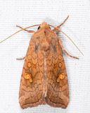 9457 - American Ear Moth - Amphipoea americana